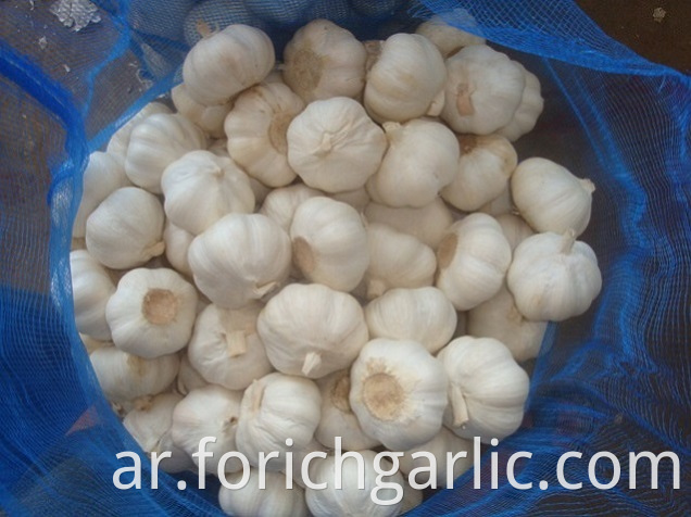 Pure White Garlic